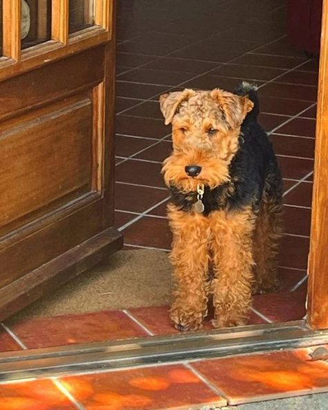 Airedale Terrier Aesthetic, Welsh Terrier Puppy, Welch Terrier, Lakeland Terrier, Terrier Puppy, Welsh Terrier, Airedale Terrier, Fox Terrier, Most Favorite