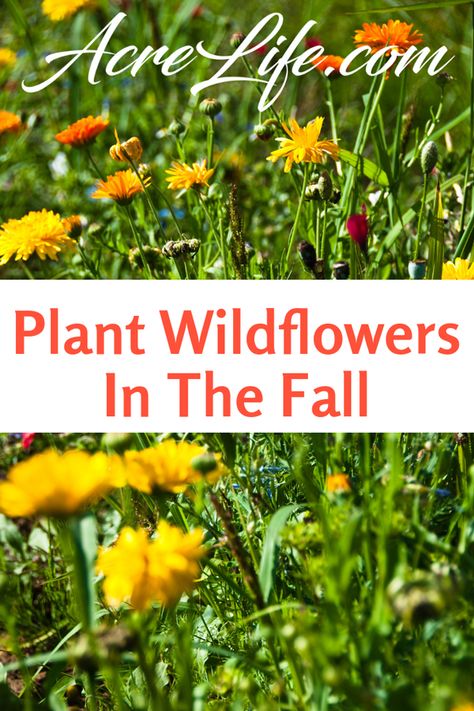 Planting Wildflowers, Plant Wildflowers, Growing Wildflowers, Flowers For Bees, Fall Flowers Garden, Easy Flowers, Pollinator Plants, Garden Perennials, Wild Flower Meadow