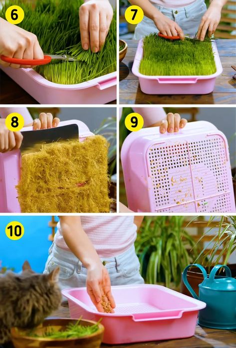 How to Grow Grass for a Cat / 5-Minute Crafts Cat Grass Planter Ideas, How To Grow Cat Grass Indoors, Indoor Grass For Cats, Diy Cat Grass Bed, Cat Grass Box Diy, Cat Grass Indoor Ideas, Cat Grass Indoor, Cat Safe House Plants, How To Grow Grass