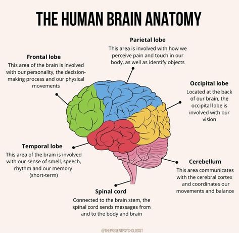 Brain Anatomy And Function, Brain Lobes, Human Brain Anatomy, Learn Biology, Psychology Notes, Nursing School Essential, Brain Mapping, Psychology Studies, Basic Anatomy And Physiology