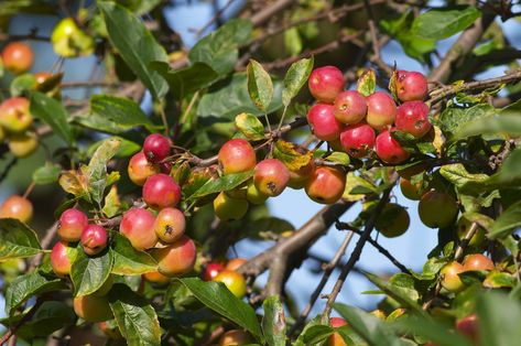 Crab apple guide: how to identify, when to pick and crab apple recipes Crab Apple Recipes, Tree With Red Flowers, Flowering Crabapple Tree, Crab Apple Jelly, Crab Apple Tree, Apple Tree Flowers, Apple Tree Blossoms, Flowering Crabapple, Crab Apples