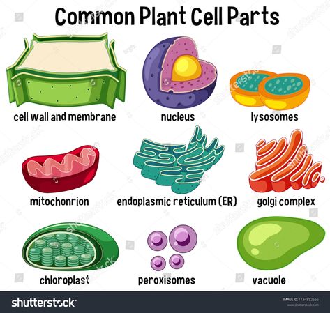 Common plant cell parts illustration #Ad , #affiliate, #plant#Common#cell#illustration Plant Cell Cake, Plant Cell Parts, Plant Cell Organelles, 3d Plant Cell, Edible Cell Project, Cell Cake, Plant Cell Project, Edible Cell, Cell Model Project