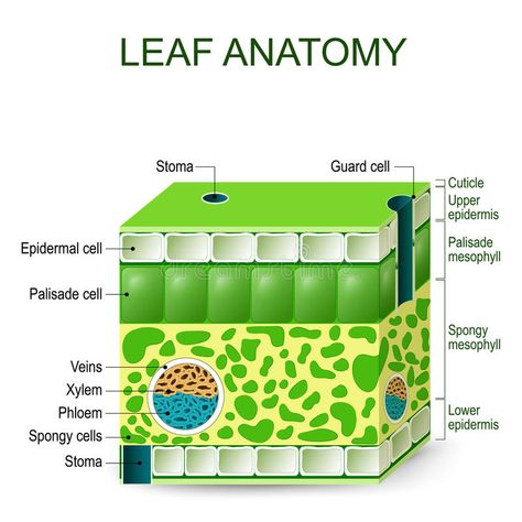 Leaf anatomy. vector diagram. Leaf anatomy. Vector diagram on a white background #Sponsored , #sponsored, #AD, #anatomy, #white, #background, #vector Internal Structure Of A Leaf, Structure Of A Leaf, Palisade Cell, Leaf Anatomy, Biology Jokes, Anatomy Coloring, Cell Diagram, Biology Revision, Biology Projects