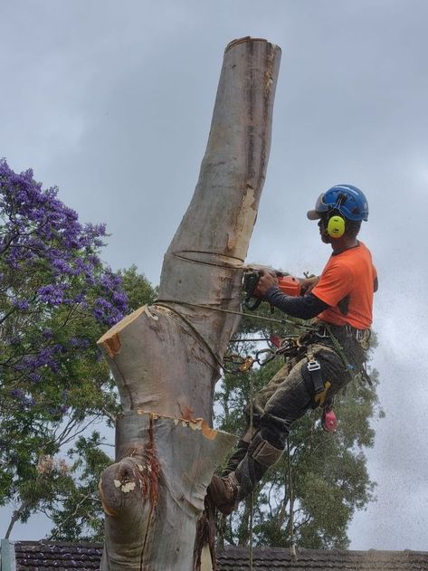 Tree Felling Newport Tree Lopping, Tree Removal Service, Stump Removal, Tree Felling, Tree Pruning, Tree Removal, Removal Company, Tree Service, Tree Trimming