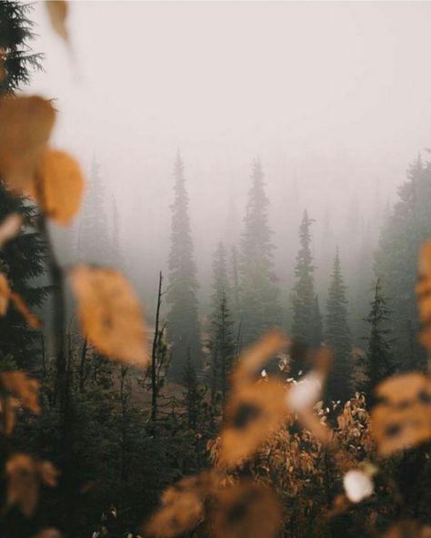 Foggy Forest, Trees, Forest, Yellow, Travel, Photography, Nature