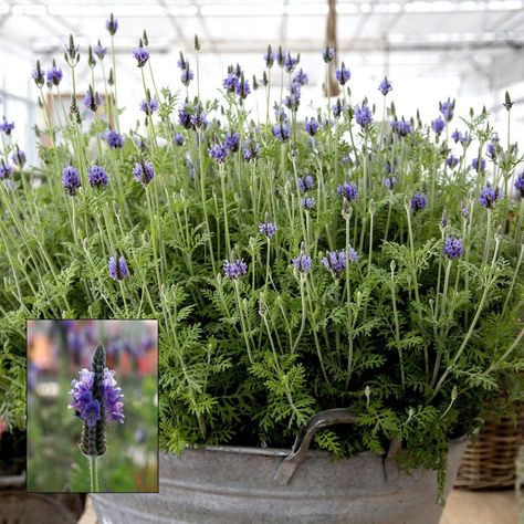 Torch Blue Lavender - National Garden Bureau - Grow Your Own Scent Herb Life, Growing Cut Flowers, Scent Garden, Natural Ecosystem, Lavender Plant, Cut Flower Garden, Pollinator Garden, Flower Spike, Fresh Cut Flowers