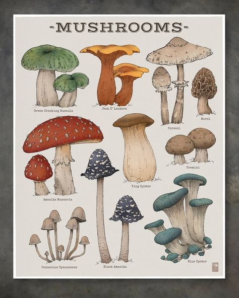 Mushroom Chart, Woodland Mushrooms, Mushrooms Art, Mushroom Poster, Mushroom Drawing, Cute Wall Decor, Woodland Art, Mushroom Print, Spring Summer Decor