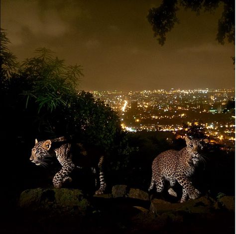 Mumbai is home to over 20 million people—and three dozens leopards. Sanjay Gandhi National Park, Walking Up Stairs, Winter Photo, Majestic Animals, Urban Area, Leopards, Walking In Nature, Big Cats, Beautiful Creatures