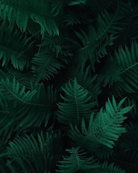 botany wallpaper - 4K | Botanical Collection | Laginate Hijau Aesthetic, Dark Green Wallpaper, Green Pictures, Dark Green Aesthetic, Dark Green Background, Slytherin Aesthetic, Plant Wallpaper, Green Photo, Aesthetic Colors