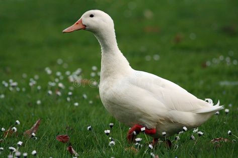 Duck. A duck walking on the lawn , #spon, #duck, #Duck, #lawn, #walking #ad Walking Duck Wallpaper, Duck Walking, Duck Close Up, Duck In Water Aesthetic, Ducks In Water Aesthetic, Vector Design, Stock Photography, Lawn, Stock Photos