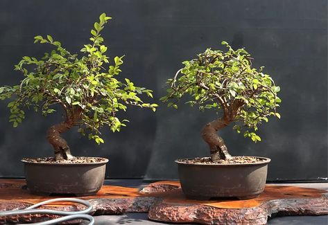 How to Identify a Chinese Elm | Bonsai Alchemist 101 Chinese Elm Tree, Chinese Elm Bonsai, Elm Bonsai, Air Layering, Bonsai Soil, Elm Tree, Mini Bonsai, Two Trees, Greenhouse Gardening