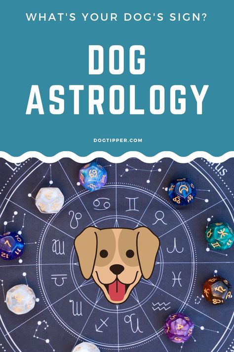 Dog Astrology, Pisces Horoscope Today, Libra Horoscope Today, Taurus Horoscope Today, Aries Horoscope Today, Dog Zodiac, Zodiac Signs Elements, Aries Art, Animal Communication