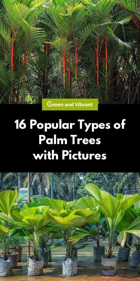 Travelers Palm Tree, Types Of Palm Plants, Palm Tree Types, Palm Trees For Sale, Palm Trees Garden, Fishtail Palm, Palm Trees Landscaping, Tropical Landscape Design, Florida Landscaping