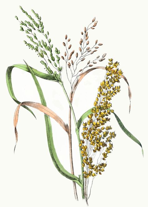 Rice & Millet Drawing - ReusableArt.com Plant Tattoo, Fall Printables, Plant Drawing, Botanical Wallpaper, Nature Drawing, Watercolor Wallpaper, Botanical Drawings, Plant Illustration, Millet