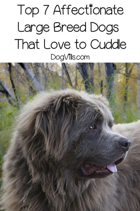 Funny Dog Quotes, Holistic Dog Care, Large Breed Dogs, Giant Dog Breeds, Rare Dogs, Dog Remedies, Tallest Dog, Big Dog Breeds, Pregnant Dog