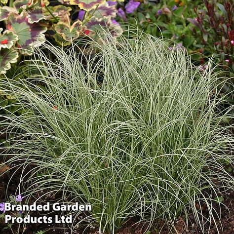 Carex ‘Frosted Curls’ forms low hummocks composed of fine, hair-like leaves, curled at their ends. The silvery green leaves cascade over border edges, pathways and pots providing all-year-round foliage interest to borders and winter containers. Ideal for low-maintenance groundcover in sun or partial shade. Height and Spread: 40cm (14in). Carex Comans, Winter Containers, Flowering House Plants, Indoor Water Features, Balcony Planters, Air Purifying House Plants, Herbaceous Border, Daffodil Bulbs, Indoor Trees