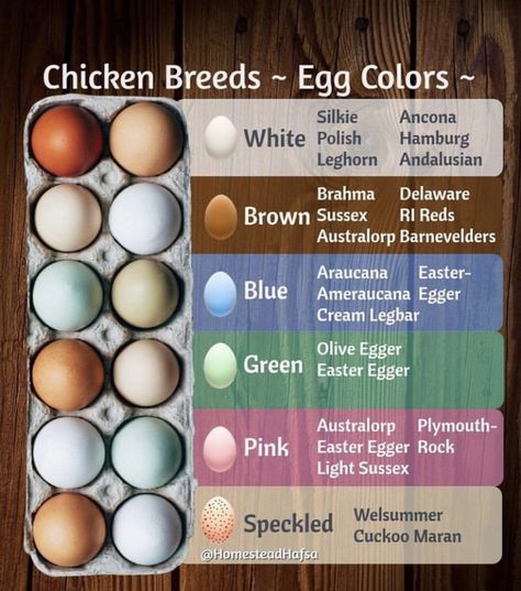 Egg Color Chart, Cuckoo Maran, Chicken Egg Colors, Cream Legbar, Olive Egger, Quail Coop, Homesteading Animals, Easter Eggers, Chicken Tractor