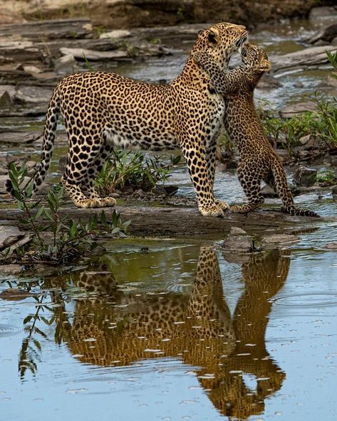 Wild Cat Breeds, African Leopard, African Wildlife, Cheetahs, Leopards, Animal Planet, Sea Animals, Beautiful Cats, Cute Photos