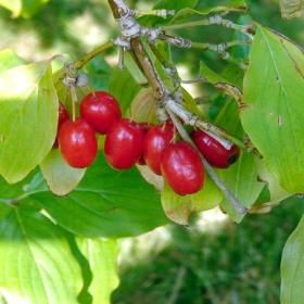 View full size image Cornelian Cherry, Cornus Mas, Short Trees, Purple Fruit, Dogwood Trees, Flowering Shrubs, Fruit Plants, Cherry Tree, Colorful Garden