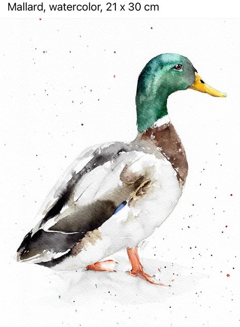 Animal Paintings Acrylic, Watercolor Pencil Art, Duck Drawing, Watercolor Paintings Of Animals, Bird Watercolor Paintings, Bio Art, Diy Watercolor Painting, Diy Watercolor, Creative Artwork