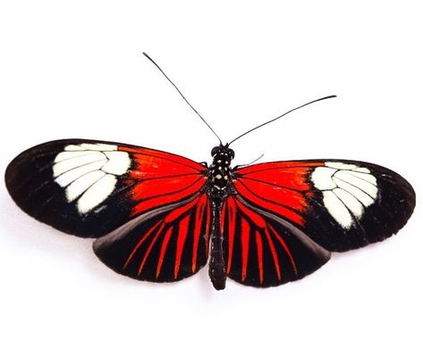 This beauty, the red postman butterfly can exhibit a variety of colors which vary according to their geographical location. They are able… Postman Butterfly, Lorenzo Mattotti, Colorful Wings, Joel Sartore, Egg Production, Warning Sign, Insect Art, Moth, Tatting