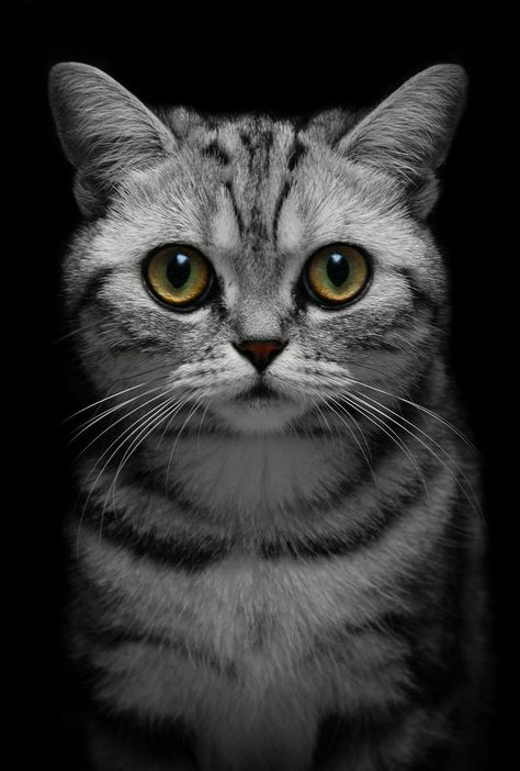 Art Guy, Wild Animals Photography, Photo To Art, Cat Artwork, Domestic Cat, Cat Portraits, Cat Painting, Warrior Cats, White Photo