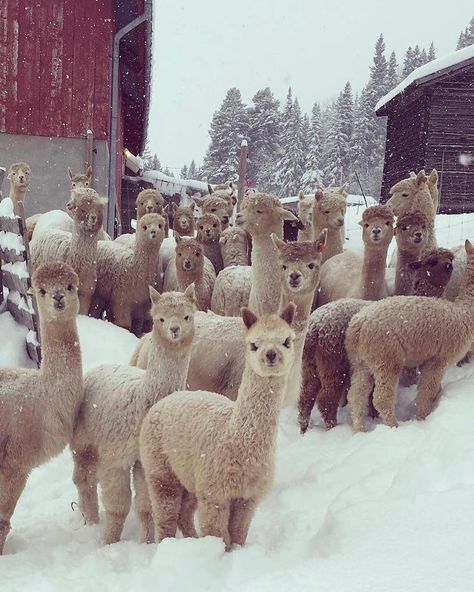 Textile Animals, Lama Animal, Would You, Alpaca Farm, Cute Alpaca, Llama Alpaca, Pretty Animals, Fluffy Animals, Cute Animal Pictures