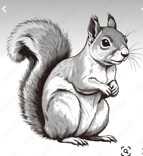 Flying Squirrel Character Design, Drawings Of Squirrels, Drawing Of Squirrel, Grafiti Alfabet, Squirrel Drawings, Squirrels Illustration, Drawing Of A Squirrel, Fox Drawing Sketches, Squirrel Vector