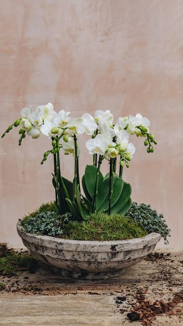 Burford Garden Co. on Instagram: "Learn how to make one of our Burford Indoor Arrangements with our Houseplants team. Creative planters are perfect for a statement centrepiece, ready to flourish at home and gift to loved ones. Discover our step by step instructions through our link in bio and visit us in store to discover our wide range of houseplants and materials to create your own masterpiece. You will need: - Your feature plants, we have used Phalaenopsis orchids - Companion plants: as Orchid Bowl, Creative Planters, Burford Garden Company, Creative Planter, Orchid Planters, Companion Plants, Orchid Pot, Orchid Arrangements, Feeling Inspired