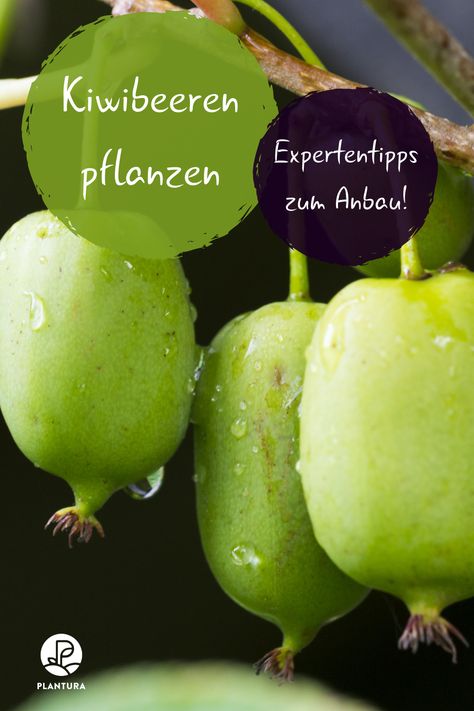 Kiwibeeren pflanzen: Experten-Tipps zum Anbau von Mini-Kiwis. Die Mini-Kiwi liegt voll im Trend. Wir zeigen Euch, wann und wie man die Kiwibeere im eigenen Garten am besten pflanzt und was es zu beachten gilt.  #Kiwibeere #Obstgarten Growing Kiwi Vines, How To Grow Kiwi From Seed, Kiwi Plant Pergola, Kiwi Plant, Kiwi Growing, Kiwi Berries, Garden Farm, Small Garden, Urban Garden