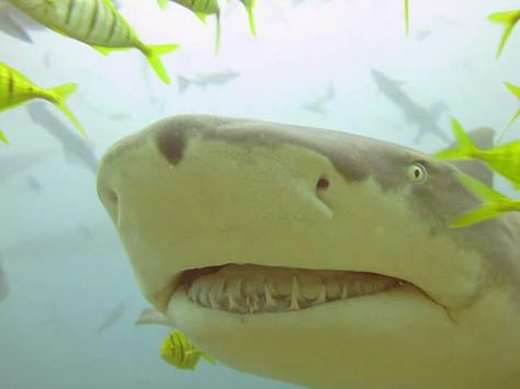 Silly Lemon Shark, Lemon Shark Aesthetic, Cute Lemon Shark, Silly Shark, Shark Meme, Silly Sharks, Lemon Shark, Shark Dog, Cat Shark