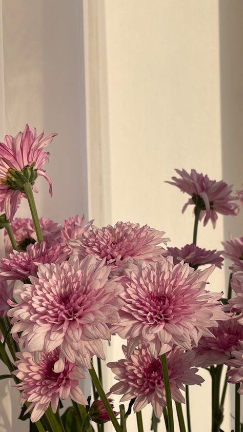 Chrysanthemum Wallpaper, Pastel Background Wallpapers, Luxury Flower Bouquets, Flower Photoshoot, Flowers Instagram, Boquette Flowers, Flowery Wallpaper, Nothing But Flowers, Flower Shower