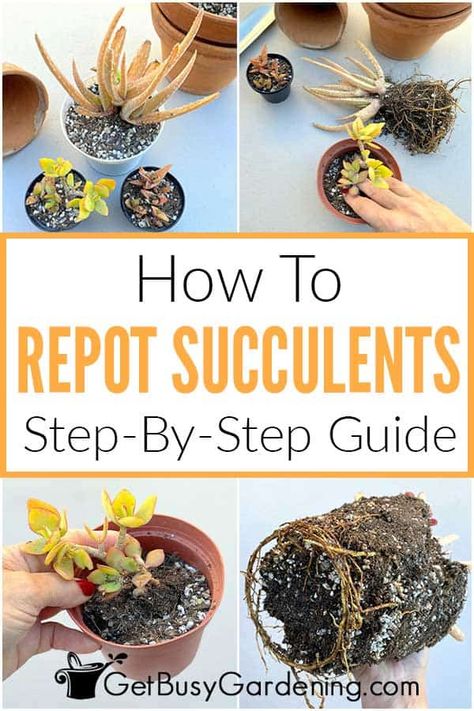 Repot Succulents, Replanting Succulents, Repotting Succulents, Garden Landscaping Design Ideas, Diy Garden Landscaping, Potted Succulents, Walkway Ideas, Succulent Garden Diy, Plant Propagation