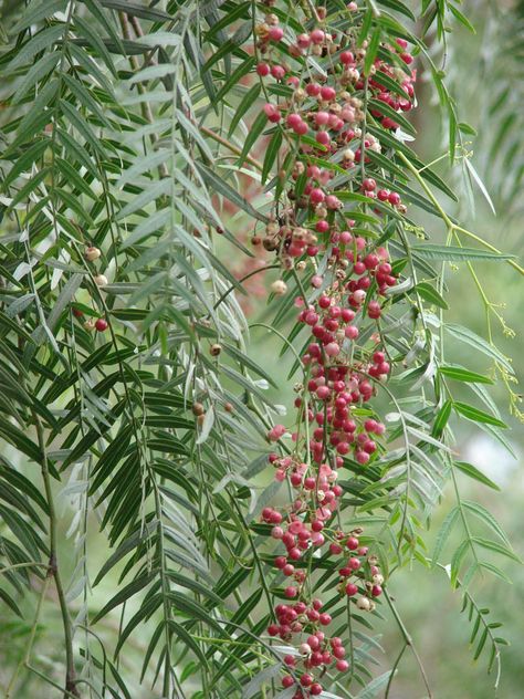 starr-070313-5621-Schinus_molle-fruit_and_leaves-Omaopio-Maui by Starr Environmental Hanging Plants Diy, Pepper Tree, Garden Flower Beds, Hanging Plants Indoor, California Garden, Light Pink Flowers, Flower Names, Perfect Garden, Tree Leaves