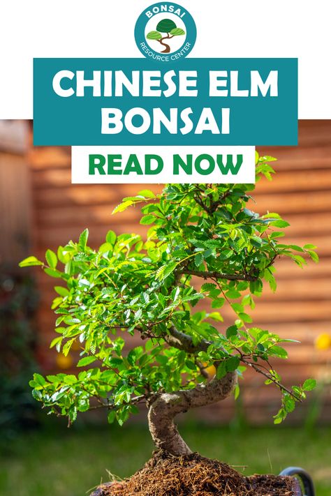 The Chinese Elm Bonsai is definitely one to add to your ever-growing bonsai collection. It’s known for its stunning appearance and ease of care, and because of this it has become incredibly popular among bonsai enthusiasts worldwide. Taking care of a Chinese Elm Bonsai does require some knowledge and effort on your part, so let’s get into how to take care of this beautiful bonsai tree! Bonsai Chinese Elm, Chinese Elm Tree, Growing Bonsai, Bonsai Collection, Chinese Elm Bonsai, Elm Bonsai, Beautiful Bonsai, Bonsai Tree Care, Bonsai Care