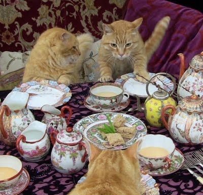 Animal Tea Party, Tea Party Aesthetic, Cat Bday, Cat Tea Party, Cats Orange, Cats Vs Dogs, Lilac Bush, Tea Sweets, English Afternoon Tea