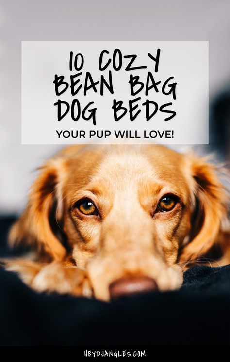 Looking for the perfect bean bag-style dog bed for your pup? Check out 10 cozy bean bag beds for dogs, right here! Large Bean Bag Bed, How To Make A Bean Bag, Cozy Bean Bag, Dog Bean Bag, Corduroy Bean Bag, Diy Bean Bag, Beds For Dogs, Bean Bag Bed, Bagel Dog