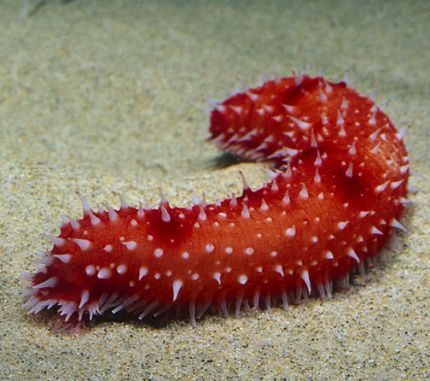 Sea Cucumbers: The body of a sea cucumber is bright orange to red in color, accented by white tentacles and tube feet. Brittle Star, Cucumber Canning, Keystone Species, Sea Cucumber, Monterey Bay Aquarium, Sea Slug, Underwater Creatures, Marine Animals, Ocean Creatures