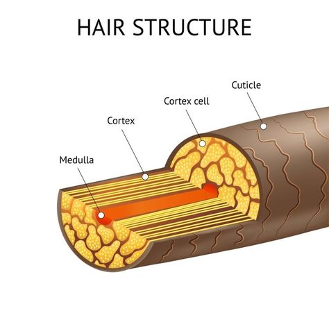 Hair Structure And Anatomy Including Details About The Cortex, Cuticles And Medulla — HairKnowHow.Com Professional Hair Testing Services - Hair Clinics, Trichologists & Private Clients Hair Diagram, Easy Professional Hairstyles, Hair Structure, High Porosity Hair, Hair Clinic, Hair Porosity, Hair Guide, Diagram Design, Damaged Hair Repair