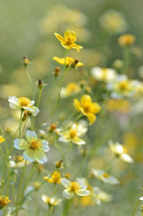 Have Inspiration, Meadow Flowers, The Meadows, The Grass, Flower Field, Love Flowers, Flowers Photography, Pretty Flowers, Secret Garden