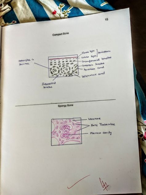 Connective tissue compact bone ... Spongy bone Bone Tissue Histology, Study Doodles, Cancellous Bone, Bone Tissue, Histology Slides, Human Skeleton Anatomy, Skeleton Anatomy, Lil Girl Hairstyles, Human Skeleton