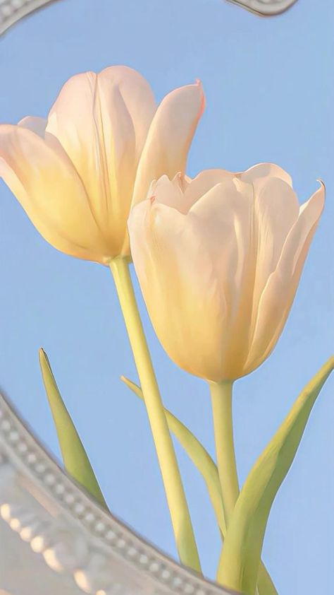 White Tulips, Kitchen Home, Tulips, Living Room, Bedroom, Flowers, Furniture, Blue, White