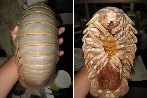 Giant Isopod Isopod Drawing, Isopod Terrarium, Alien Forest, Pink Fairy Armadillo, Fairy Armadillo, Pill Bugs, Giant Isopod, Cute Insects, Tortoise Beetle