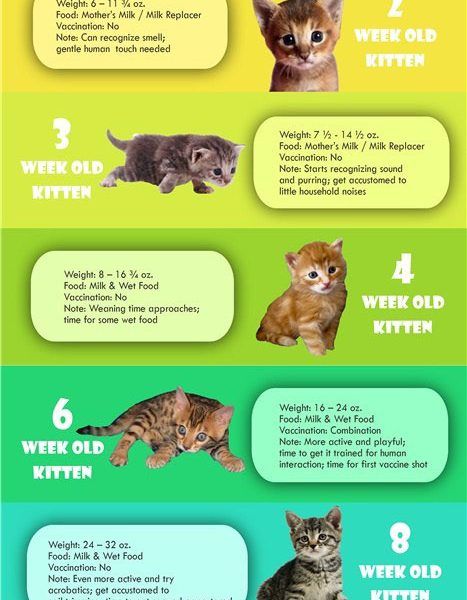 Kitten Weight Chart, Cat Development Stages, Kitten Development Stages, New Kitten Tips Training, How To Take Care Of A Kitten, Cat Care Tips Kittens, Cat Tips, Chart Infographic, Mother Milk