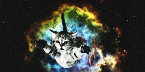 Galaxy Cat Wallpaper, Cat Galaxy, Trippy Cat, Cat Template, F2 Savannah Cat, Galaxy Cat, Cat Spray, Lost Cat, Space Cat