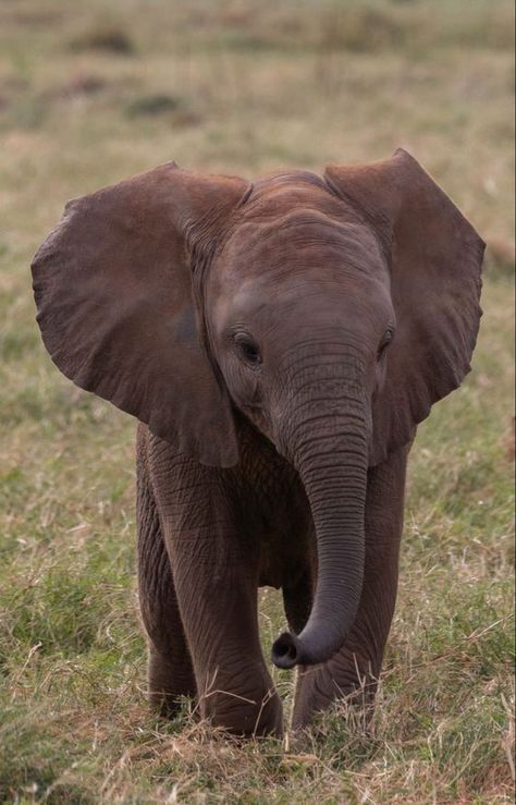 Wild Nature Photography, Elephant Photos Photography, Beautiful Animals Photography Wildlife, Elephants Aesthetic, Cute Elephant Wallpaper, Pictures Of Elephants, Elephant Reference, Elephant Aesthetic, Elephants Wallpaper