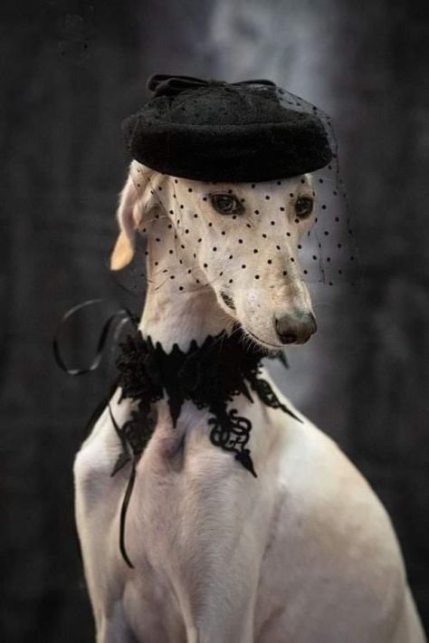 Dog Wearing Clothes, Greyhound Art, Animal Portraits Art, Grey Hound Dog, Pet Fashion, Italian Greyhound, Black Cap, Dog Photography, Animal Fashion