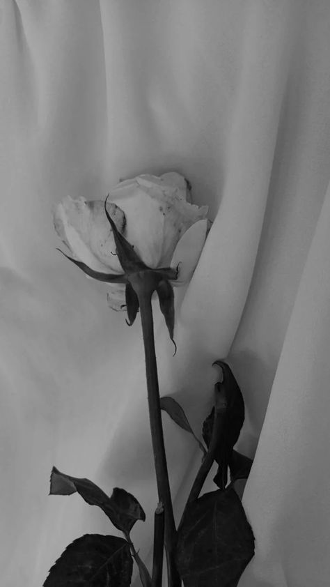 a white  rose Black White Wallpaper Aesthetic Vintage, Roses Aesthetic Black And White, Black And White Rose Aesthetic, Black And White Feminine Aesthetic, Rosé White Aesthetic, White Rose Aesthetic, Rose Aesthetic Wallpaper, Aesthetic Wallpaper Black And White, Roses Black And White