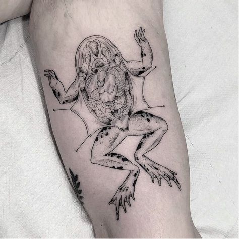 Dissection Tattoo, Biology Tattoo, Frog Dissection, Anatomy Tattoo, Science Tattoo, Frog Tattoo, Petit Tattoo, Frog Tattoos, Shoulder Tattoos