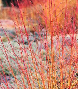 Erica Carnea, Winter Garden Ideas, Cornus Sanguinea, Cheap Raised Garden Beds, Winter Pots, Garden In Winter, Winter Vegetables Gardening, Garden Winter, Winter Crops